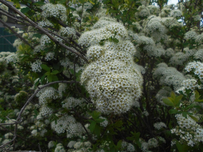 4533467_DSCN7609 (700x524, 150Kb)