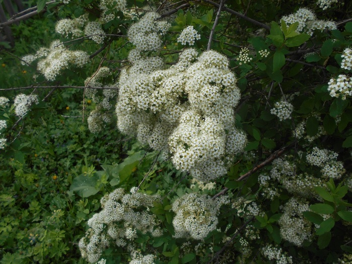 4533467_DSCN7611 (700x524, 174Kb)