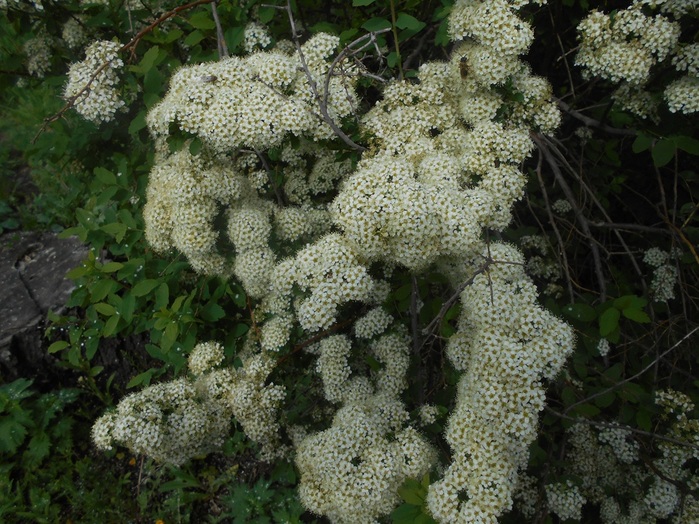 4533467_DSCN7613 (700x524, 181Kb)
