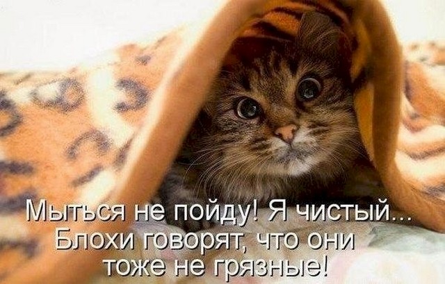 4743317_254ea7d1 (640x409, 76Kb)