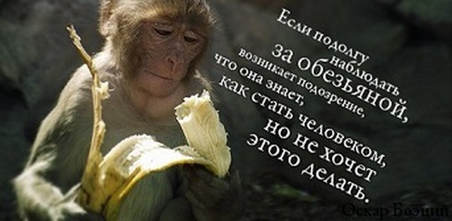 4743317_108389750_Obezyana (640x313, 59Kb)