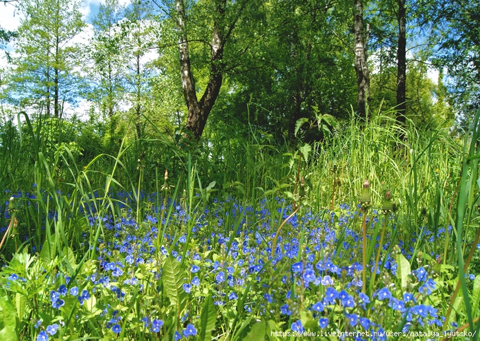 DSC04819 (700x497, 500Kb)