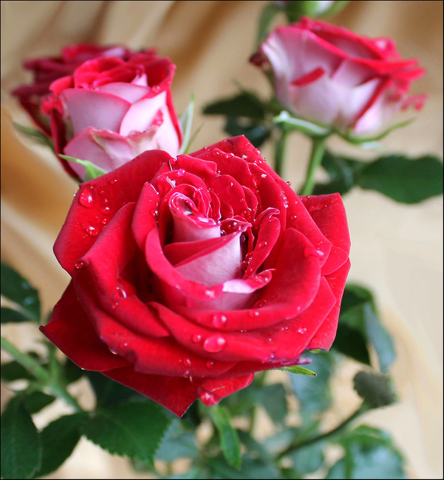 0_c0d41_1671fada_-1-XL (646x700, 151Kb)