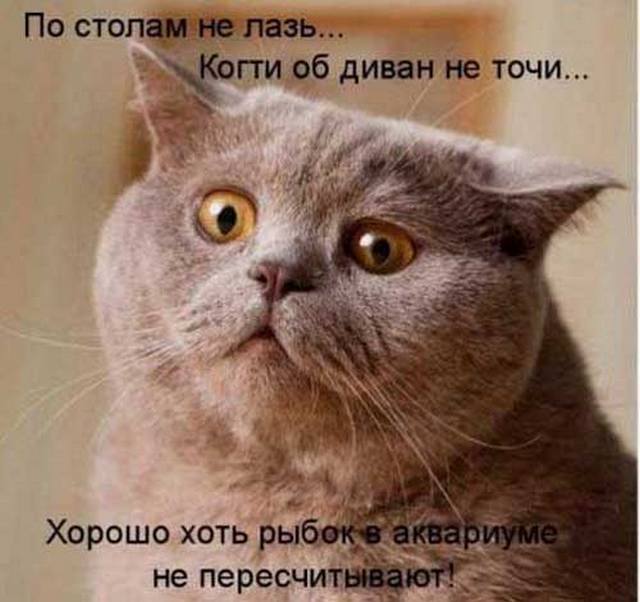 4743317_shutkiprokotov02 (640x602, 44Kb)