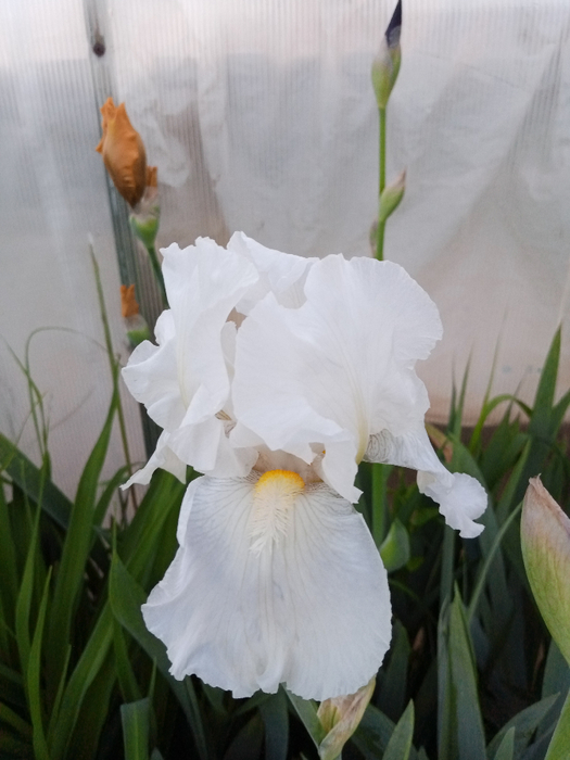 IMG_20250523_194713_329 (525x700, 304Kb)