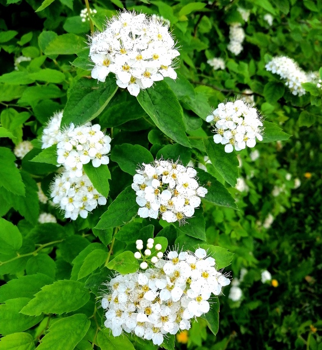 IMG_20250523_195101 (643x700, 235Kb)