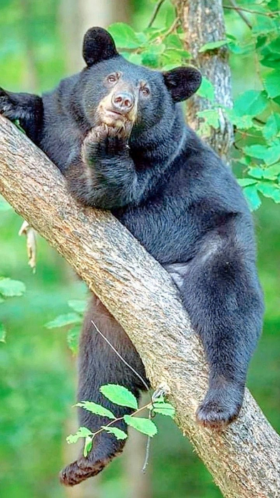 забавно Мечтатель (393x700, 352Kb)
