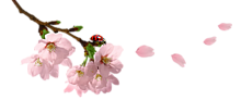 5152557_f2add9b5800e (220x92, 17Kb)