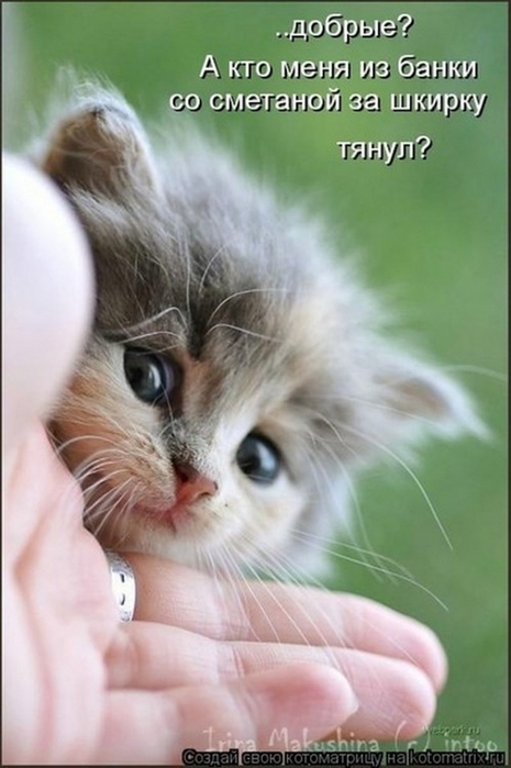 4743317_i24838 (465x700, 183Kb)