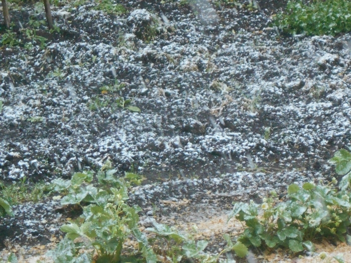 4533467_DSCN76451 (700x525, 360Kb)