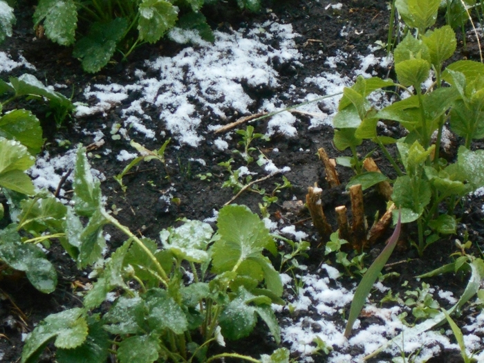4533467_DSCN76501 (700x525, 340Kb)