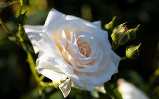 f67691657 (320x200, 10Kb)