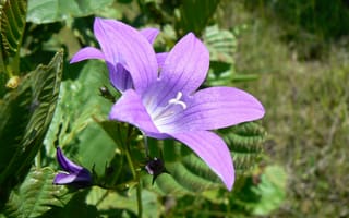 g868260 (320x200, 13Kb)