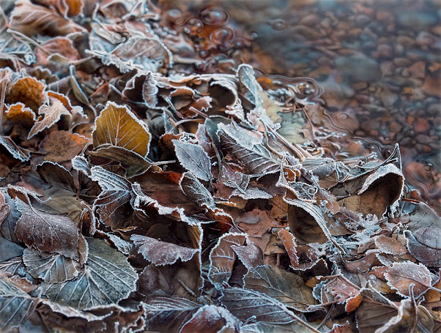 a-crispy-day (640x484, 393Kb)
