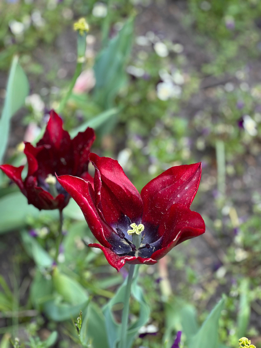 IMG_9548 (525x700, 379Kb)