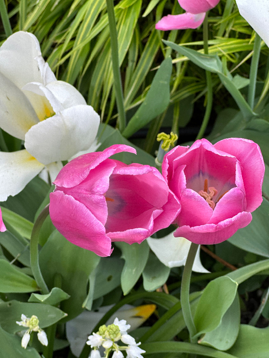 IMG_9572 (525x700, 457Kb)