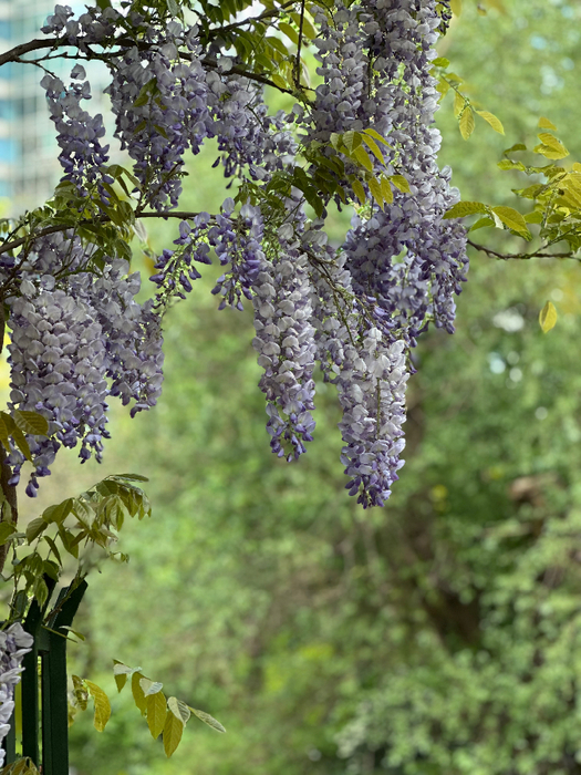 IMG_9616 (525x700, 498Kb)