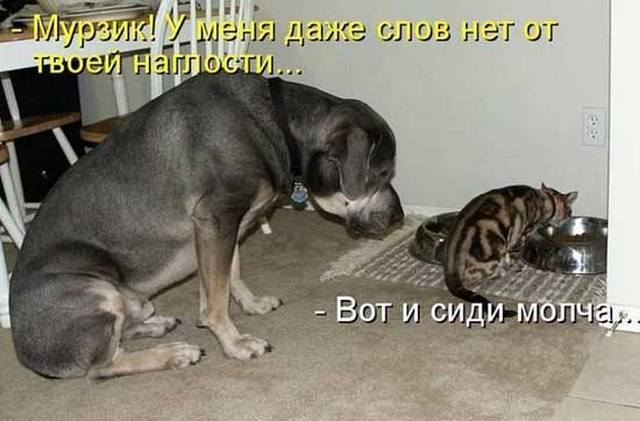 4743317_prokotovisobak04 (640x421, 39Kb)