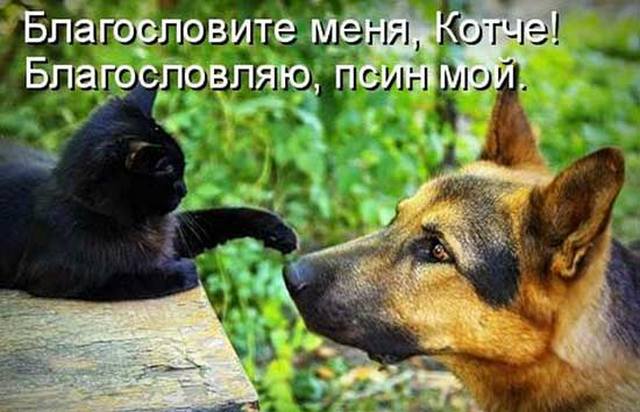 4743317_prokotovisobak07 (640x412, 47Kb)