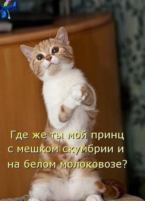 4743317_i3427 (506x700, 71Kb)