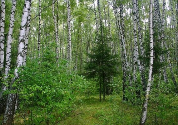 береза (570x401, 251Kb)