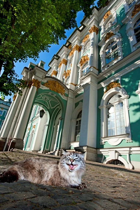 1680517037_animals-pibig-info-p-koti-ermitazha-zhivotnie-krasivo-20 (466x700, 424Kb)