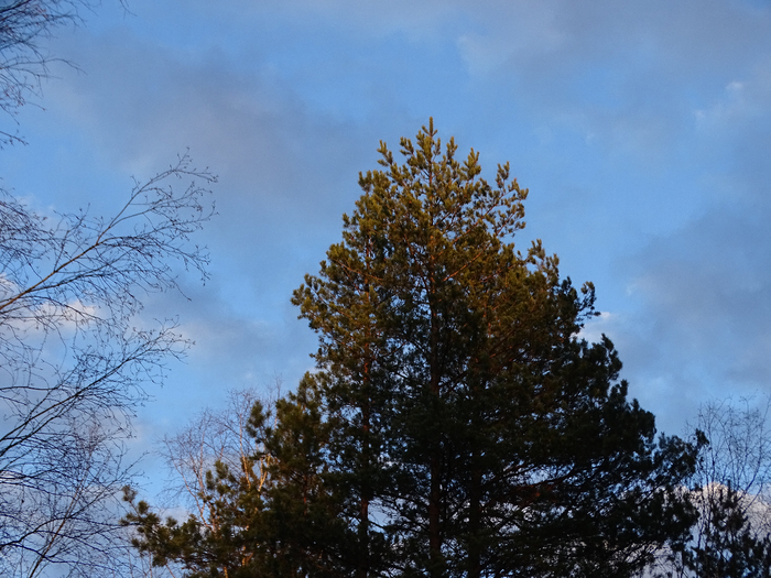 DSC00025 (700x525, 457Kb)