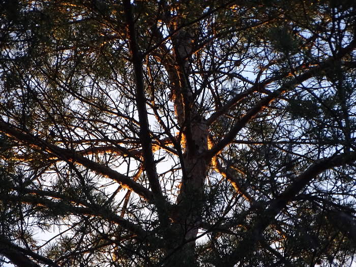 DSC00027 (700x525, 622Kb)