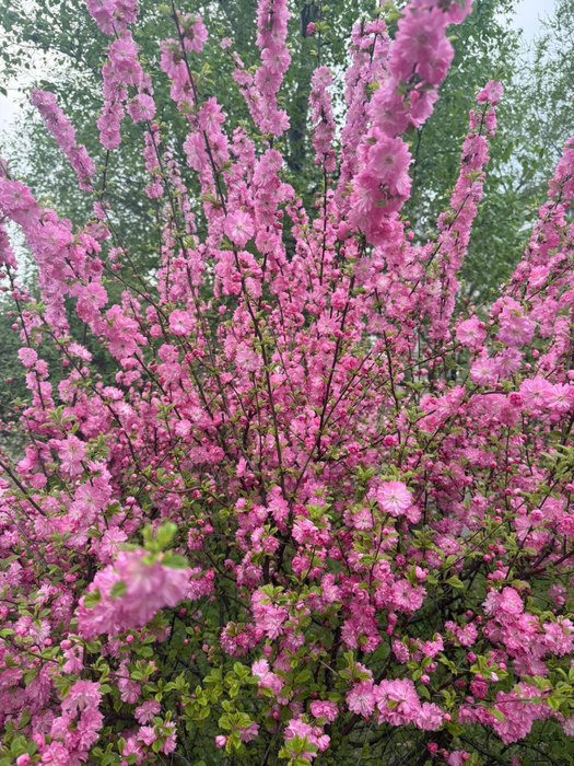 -5312007872747535289_121 (525x700, 167Kb)