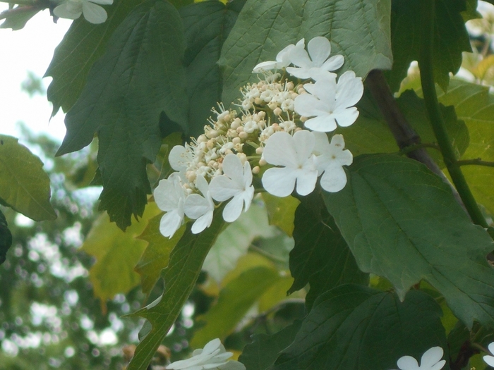4533467_DSCN76551 (700x525, 252Kb)