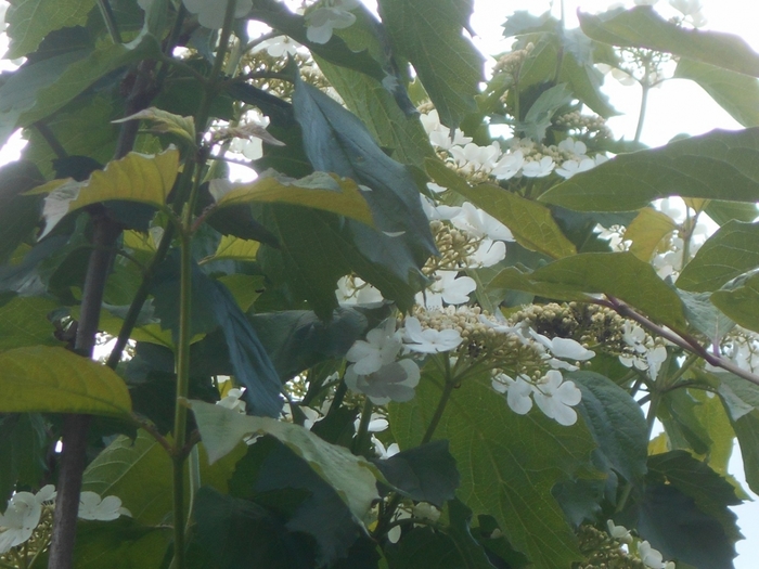4533467_DSCN76571 (700x525, 264Kb)