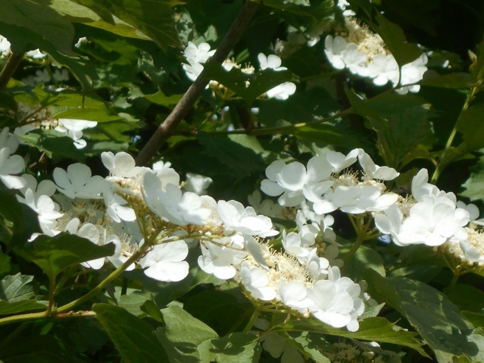 4533467_DSCN76611 (700x525, 276Kb)