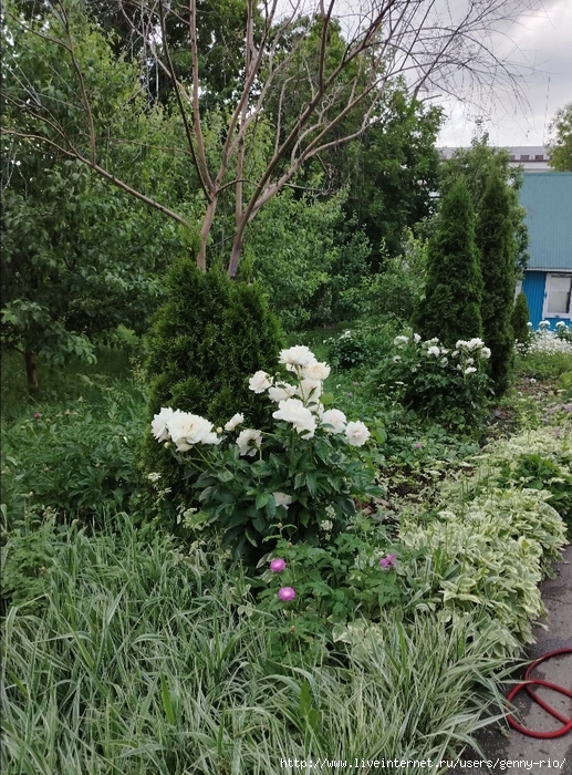 IMG_20250531_193400_edit_615387702399934 (517x700, 424Kb)