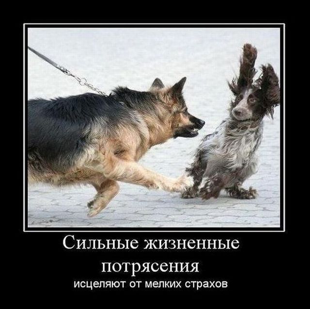 4743317_demotivatory_04 (640x637, 67Kb)