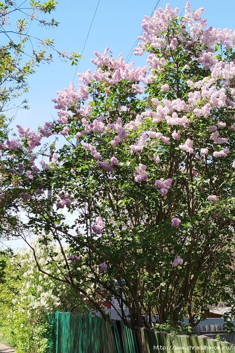 05_,  2025 (37) (466x700, 471Kb)