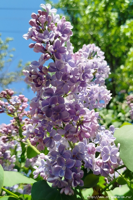 05_,  2025 (41) (466x700, 332Kb)