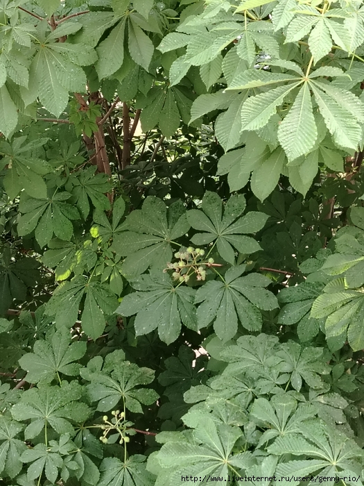 IMG_20250601_184954 (525x700, 377Kb)