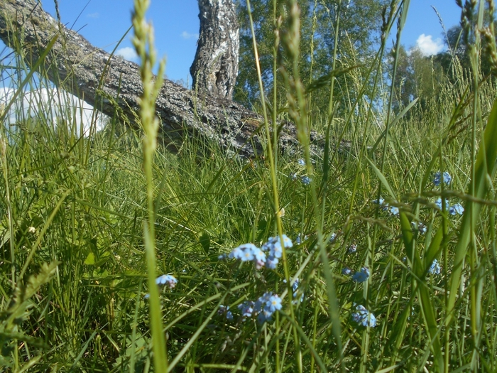 4533467_DSCN76631 (700x525, 376Kb)