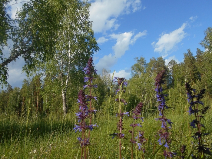 4533467_DSCN76661 (700x525, 347Kb)