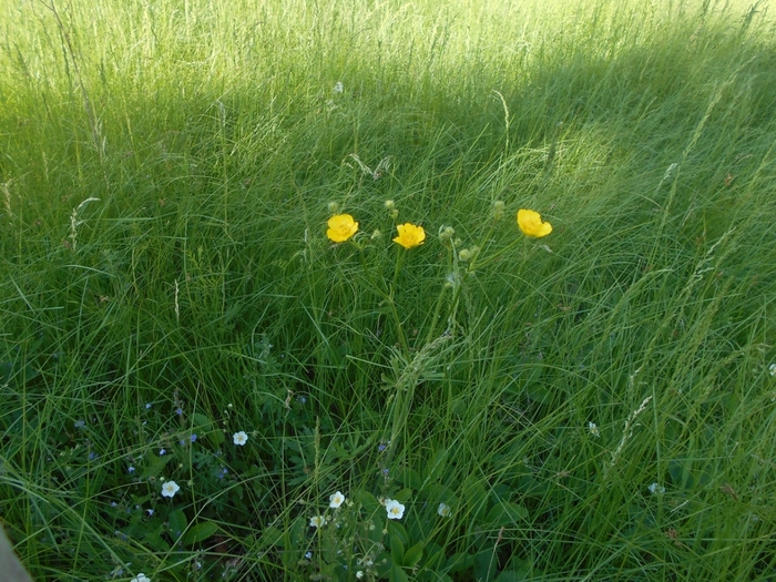 4533467_DSCN76681 (700x525, 348Kb)