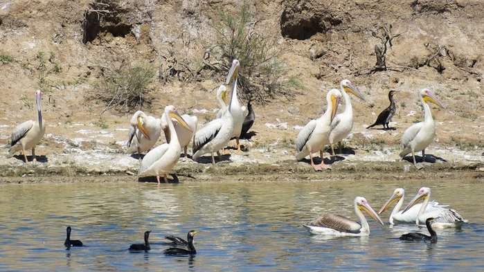 1696360759_animals-pibig-info-p-rozovie-pelikani-v-kalmikii-oboi-42 (700x393, 99Kb)