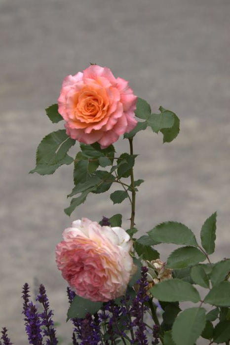 164350860_IMG_8599 (466x699, 202Kb)