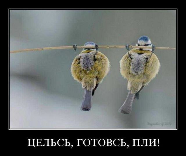 4743317_demotivatory_11 (640x536, 33Kb)