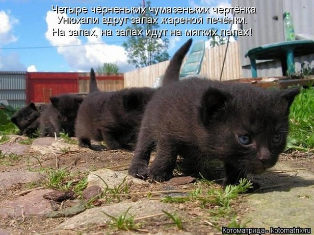 4743317_i22388 (640x480, 101Kb)