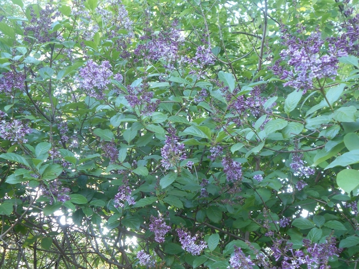 4533467_DSCN76821 (700x525, 383Kb)