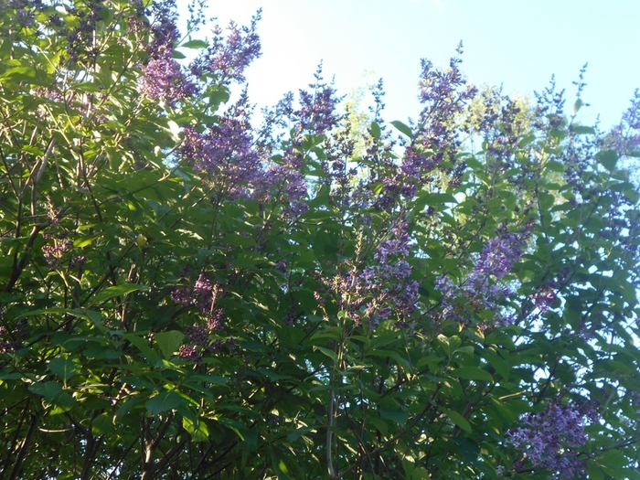 4533467_DSCN76841 (700x525, 363Kb)