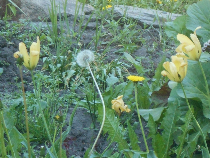 4533467_DSCN76331 (700x525, 316Kb)