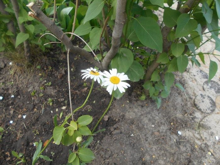4533467_DSCN76871 (700x525, 305Kb)