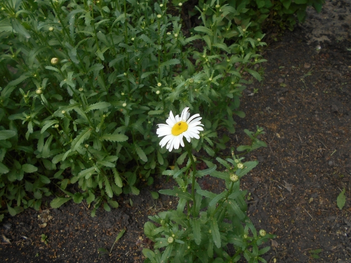 4533467_DSCN76891 (700x525, 313Kb)