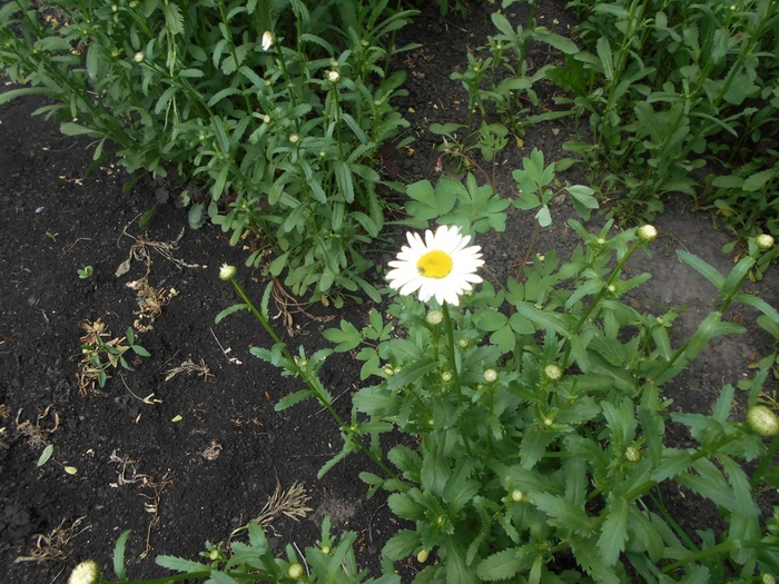 4533467_DSCN76911 (700x525, 339Kb)